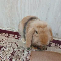 خرگوش پشمالو نر