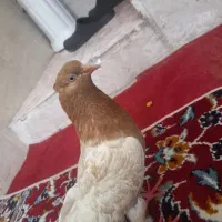 کفتر کله ودستی