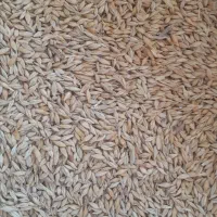 جو محلی وجو خارجی کیسه شده|لوازم جانبی حیوانات|آباده, |دیوار