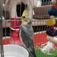 عروس‌هلندی‌