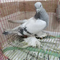 ترکیه بازی دار کبوتر|پرنده|ملکان, |دیوار