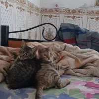 گمشده