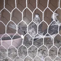 فروشی دونه ۲۰۰|پرنده|گلپایگان, |دیوار