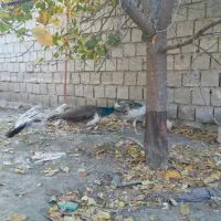 جوجه طاووس هندی و مصری|حیوانات مزرعه|محمدبار, |دیوار