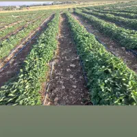 نشا توت فرنگی|خدمات باغبانی و درختکاری|مریوان, |دیوار