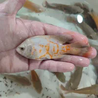 اسکار خوشرنگ|ماهی|مشهد, دوست آباد|دیوار