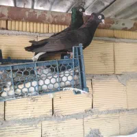 کبوتر سیاه بوشهری چپه گره