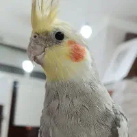 عروس هلندی گم شده
