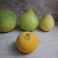 سلطان مرکبات ، پاملو ، دارابی|خوردنی و آشامیدنی|قائم‌شهر, |دیوار