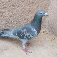 نر اردن خالص