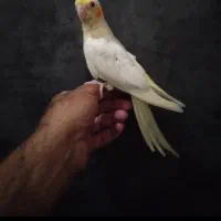 طوطی عروس بالغ و جوجه