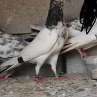 کفتر پاکستانی تیدی ساعتی