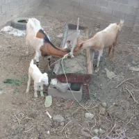 بز سانن