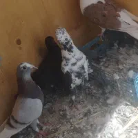 کبوتر سرحال