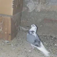 کبوتر|پرنده|سلفچگان, |دیوار