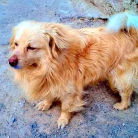 واگذاری رایگان تعدادی سگ پاکوتاه اشپیتز|سگ|هشتگرد, خور|دیوار