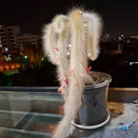 کاکتوس دم روباهی با تنه ایفربیا|گل و گیاه طبیعی|تهران, ازگل|دیوار