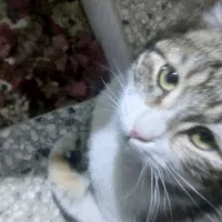 گربه دستی بازیگوش واگذاری