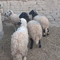 بره نر فروشی|حیوانات مزرعه|زرند, |دیوار