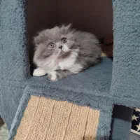 گربه اسکاتیش فولد مو بلند ماده