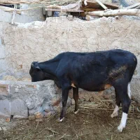 گوساله نره وگاو