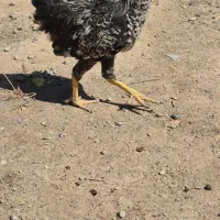 جوجه خروس فروشی