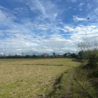 فروش11000مترزمین مناسب کاشت کیوی و برنج|فروش زمین و ملک کلنگی|لیسار, |دیوار