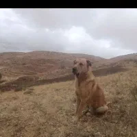 سگ گم شد عراقی