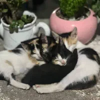 واگذاری|گربه|بندر انزلی, متروپل|دیوار