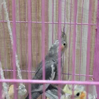 فروش ۲ عدد جوجه عروس هلندی