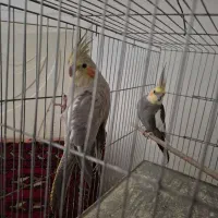 عروس هلندی مولد|پرنده|زاهدان, |دیوار
