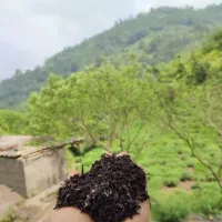 چای قلم درجه یک از چای باغ های شمال