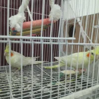 سلام‌یک‌جفت‌عروس‌هلندی‌بالغ‌‌‌برای‌جوجه‌‌کشی‌