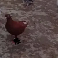 کبوتر سرخ