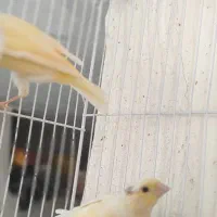 قناری زیبا و سرحال|پرنده|مشهد, گلبرگ شمالی|دیوار