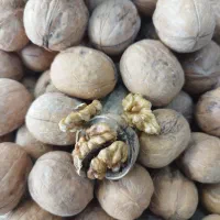 فروش انواع گردو