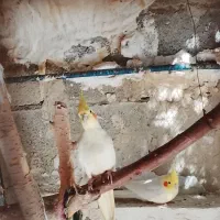 عروس جفت لوتینو جوان