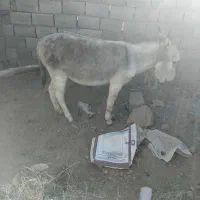 الاغ ماده خیلی خر خوبیه تو گله هم بوده