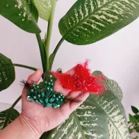 اکسسوری یلدا|زیورآلات و اکسسوری|قوچان, |دیوار