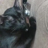 گربه
