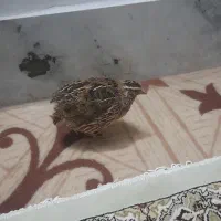 بلدرچین نر بالغ