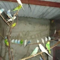 عروس هلندی،گرینچیک،برزیلی،ملنگو،مرغ عشق