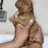 پیت بول|سگ|شیراز, سلطان آباد|دیوار