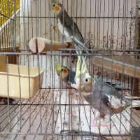 عروس هلندی سخنگو|پرنده|سنگر, |دیوار