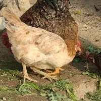 مرغ و خروس دره شهر