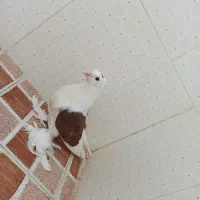 کفتر دوکت سرخ و زاغ منوجان