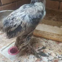 جوجه مرغ و خروس