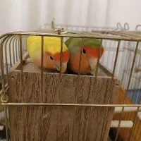 طوطی برزیلی نروماده