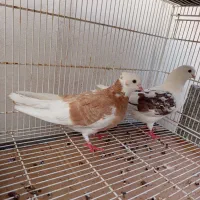 کفتر|پرنده|بندرعباس, |دیوار