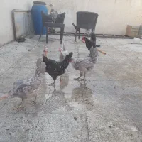گلین گردن لخت